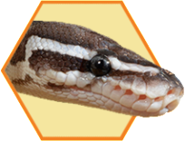 feeding-tips-snake_23