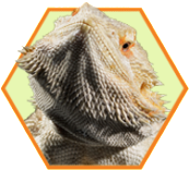 feeding-tips_bearded-dragon_23