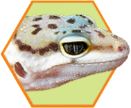 feeding-tips_gecko_22