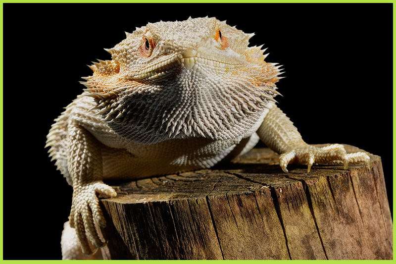 Bearded-Dragon1 Bearded-Dragon1