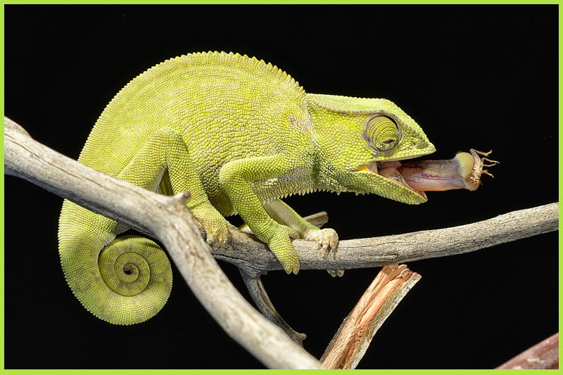 Feeding Tips For Chameleons Mack S Natural Reptile Food