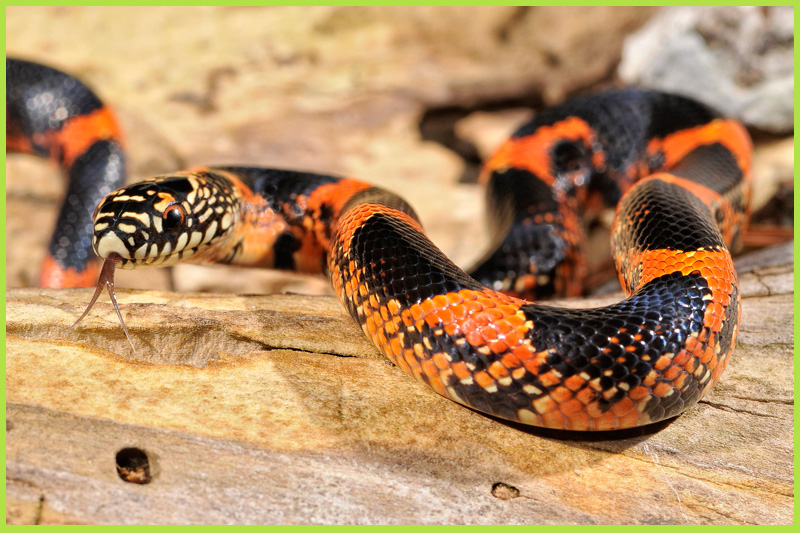 Snake-King1 Snake-King1
