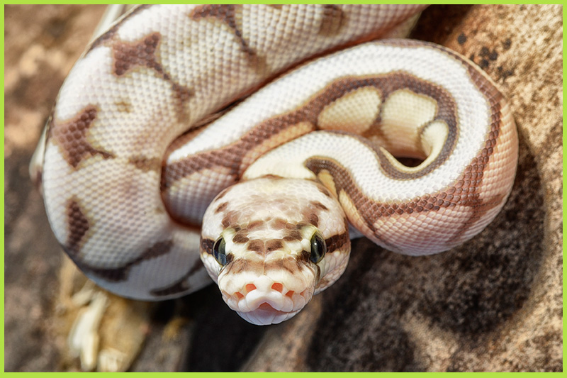 Snake-ball-python1 Snake-ball-python1
